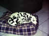 Schlafender Dalmatiner (Aisha)